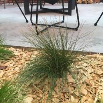 Festuca 'Walberla'