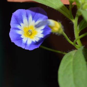 Convolvulus tricolor