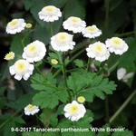 Tanacetum parthenium 'White Bonnet' - 