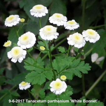 Tanacetum parthenium 'White Bonnet'