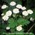 Tanacetum parthenium 'White Bonnet'