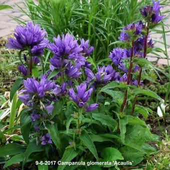 Campanula glomerata 'Acaulis'