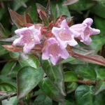 Abelia x grandiflora 'Edward Goucher'