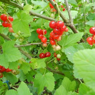 Ribes rubrum 'Rondom' - 