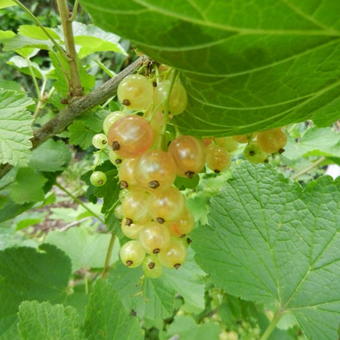 Ribes rubrum 'Versaillaise Blanche'