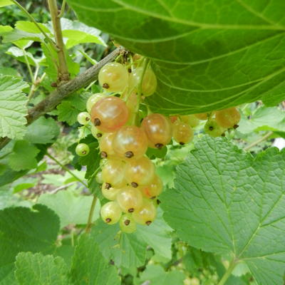 Ribes rubrum 'Versaillaise Blanche' - 