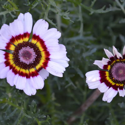 Chrysanthemum carinatum 'Cockade' - 