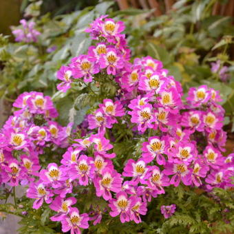 Schizanthus wisetonensis