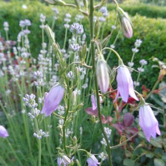 Campanula rapunculus