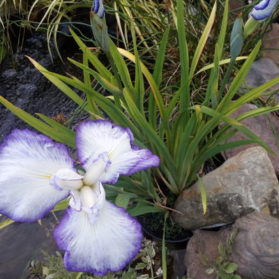 Iris ensata 'Gracieuse' - 