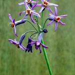 Tulbaghia 'Moya' - 