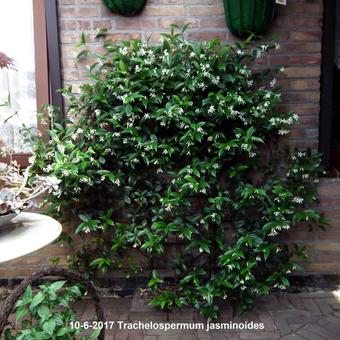 Trachelospermum jasminoides