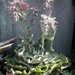 Echeveria 'Cheyenne' - 