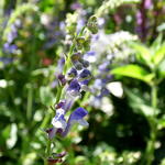 Scutellaria columnae - 