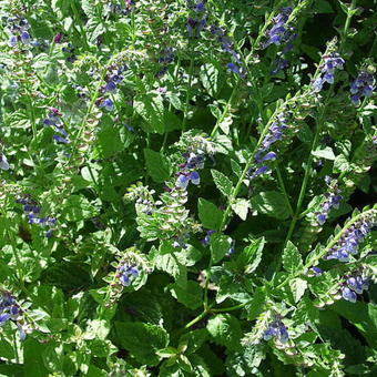 Scutellaria columnae