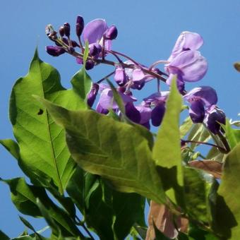 Wisteria sinensis 'Amethyst'