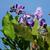 Wisteria sinensis 'Amethyst'