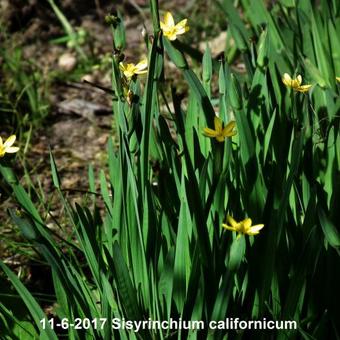 Sisyrinchium californicum