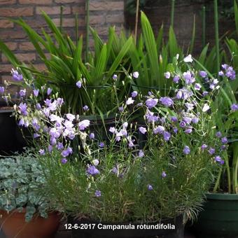 Campanula rotundifolia