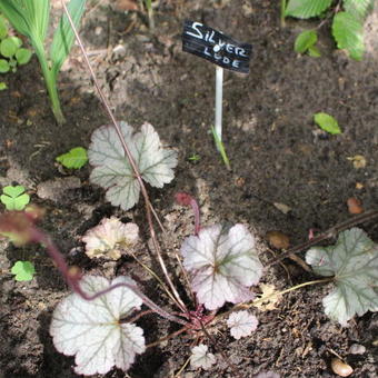 Heuchera 'Silver Lode'