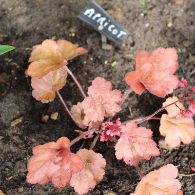 Heuchera 'Apricot' - 