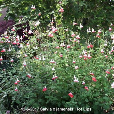 Salvia x jamensis 'Hot Lips' - Salvia x jamensis 'Hot Lips'