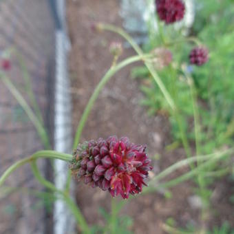 Sanguisorba officinalis 'Martin's Mulberry'