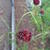 Sanguisorba officinalis 'Martin's Mulberry'