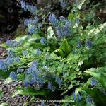 Corydalis flexuosa - 