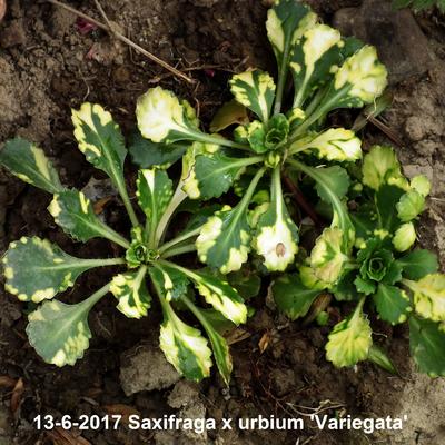 Saxifraga x urbium 'Variegata' - SAXIFRAGA URB. 'VARIEGATA' - Saxifraga x urbium 'Variegata'