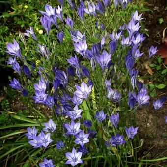 Triteleia laxa 'Koningin Fabiola'