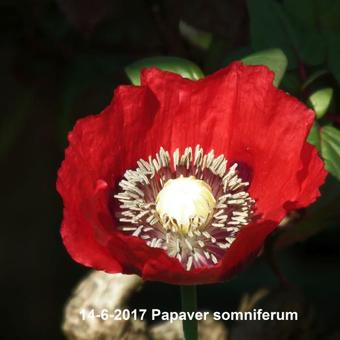 Papaver somniferum