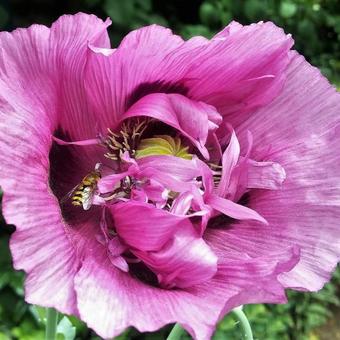 Papaver somniferum