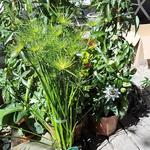 Cyperus haspan - 