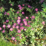 Aster dumosus  ‘Alice Haslam’ - 