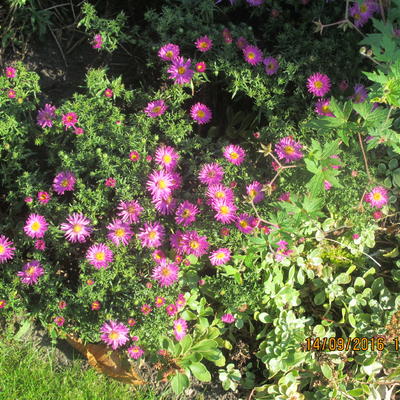 Aster dumosus ‘Alice Haslam’ - Aster dumosus  ‘Alice Haslam’