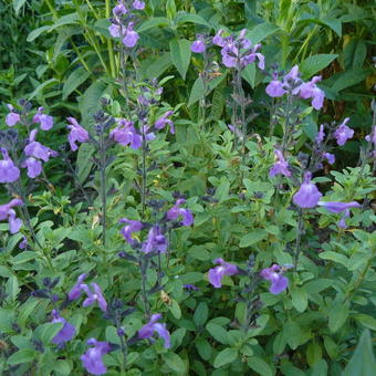 Salvia x jamensis 'Javier'