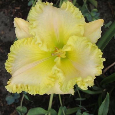 Hemerocallis 'Dream Runner' - 