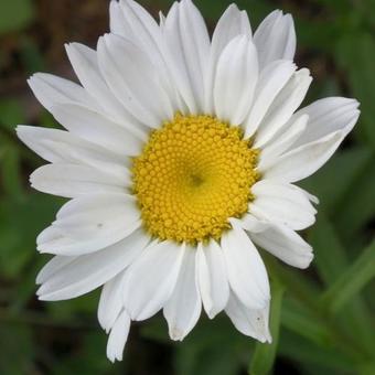 Leucanthemum x superbum 'Dwarf Snow Lady'