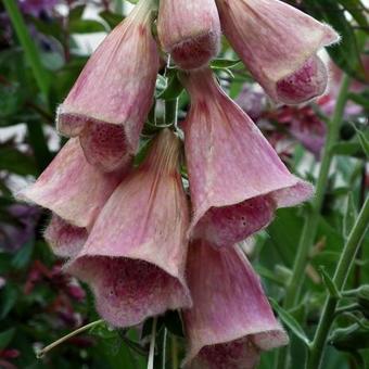 Digitalis x mertonensis