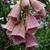 Digitalis x mertonensis