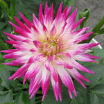 Dahlia 'Dutch Explosion' - 