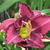 Hemerocallis 'Ledgewood's Silver Lining'