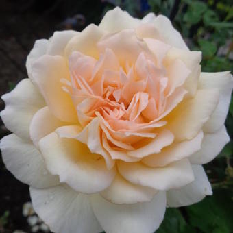 Rosa 'Chandos Beauty'