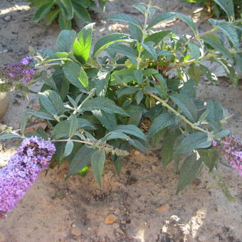 Buddleja davidii  'Lilac Chip'