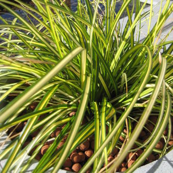 Carex oshimensis 'Eversheen'