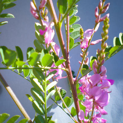 Indigofera heterantha - 