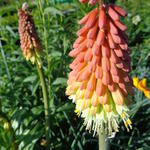 Kniphofia uvaria - Schopf-Fackellilie