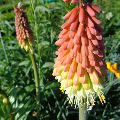 Kniphofia uvaria - Schopf-Fackellilie