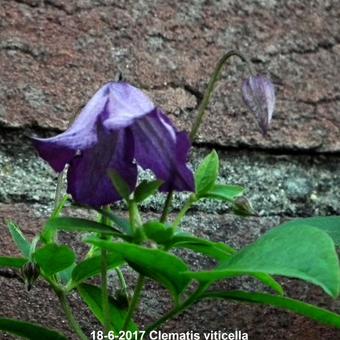 Clematis viticella